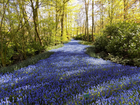 Keukenhof. Muscari latifolium
