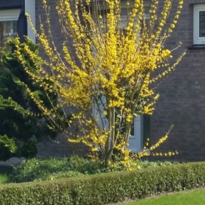 Voorjaar in Nederland