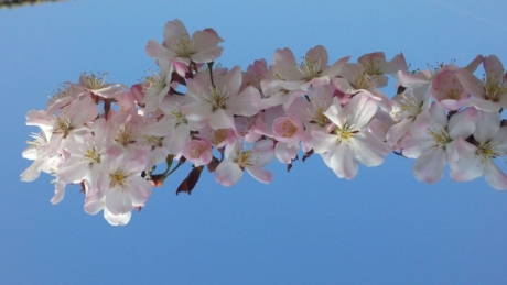 Voorjaar in Nederland